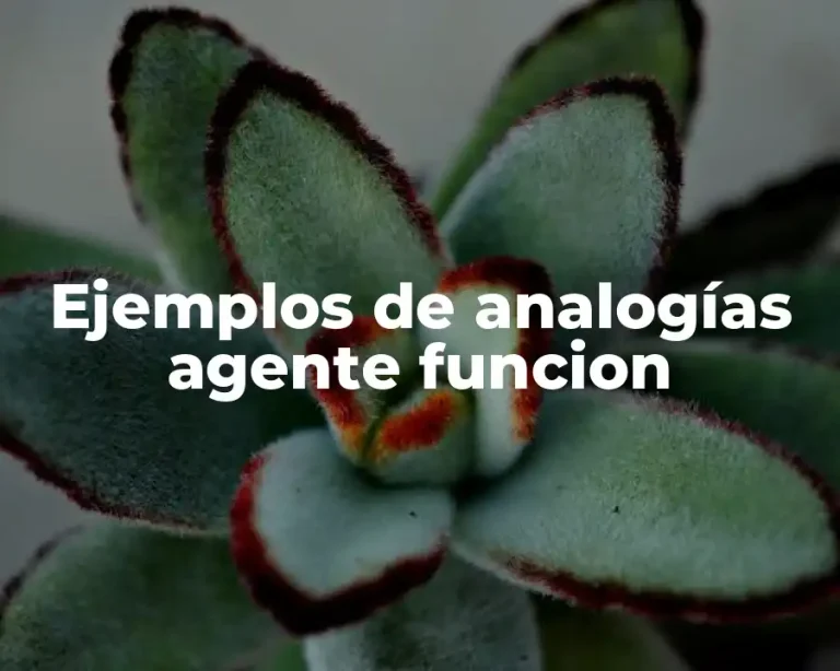 Ejemplos de analogías agente funcion