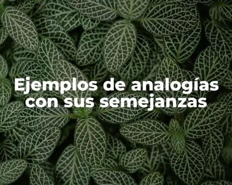 Ejemplos de analogías con sus semejanzas