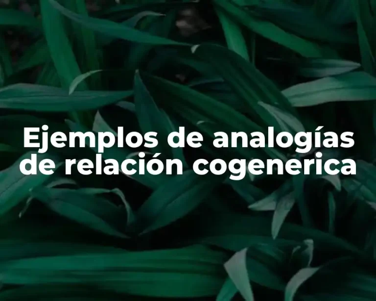Ejemplos de analogías de relación cogenerica
