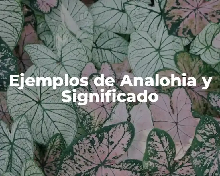 Ejemplos de Analohia y Significado