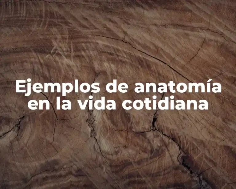 Ejemplos de anatomía en la vida cotidiana