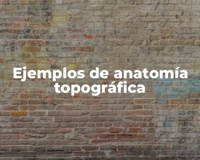 Ejemplos de anatomía topográfica