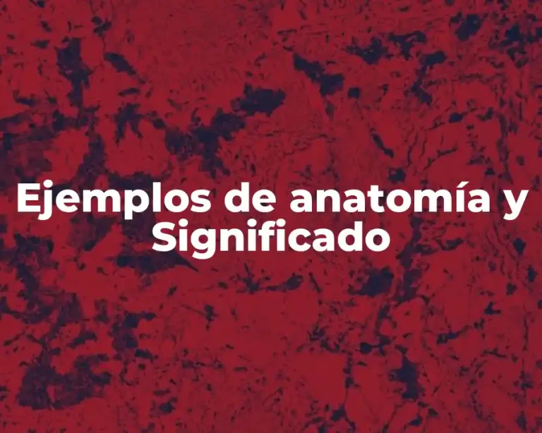Ejemplos de anatomía y Significado