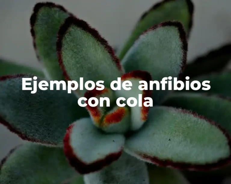 Ejemplos de anfibios con cola