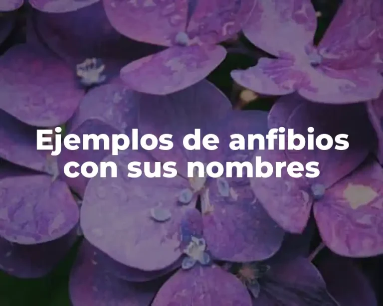 Ejemplos de anfibios con sus nombres