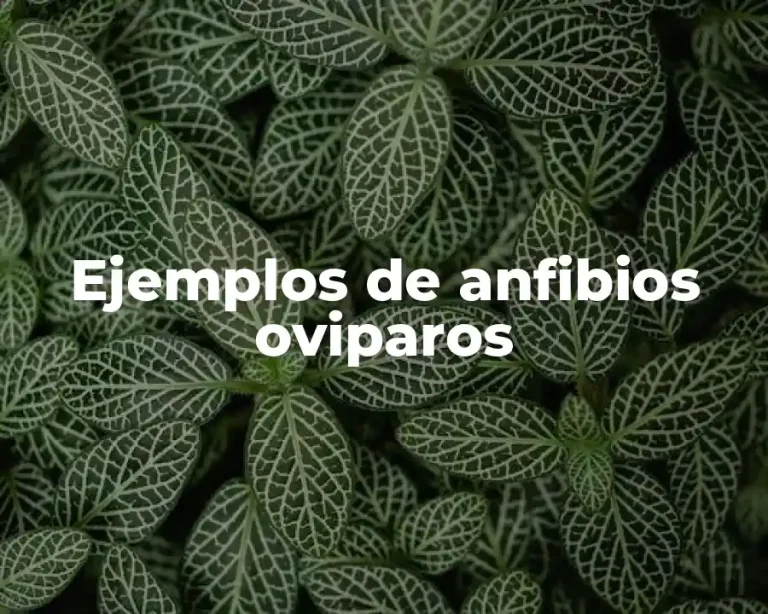 Ejemplos de anfibios oviparos