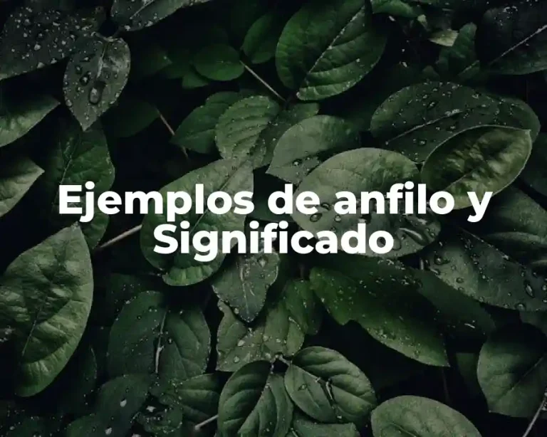 Ejemplos de anfilo y Significado