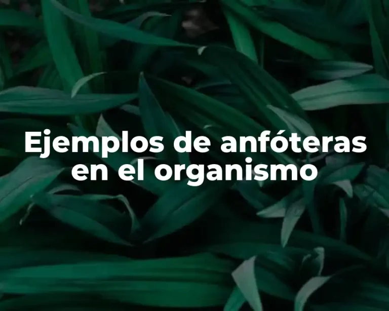 Ejemplos de anfóteras en el organismo