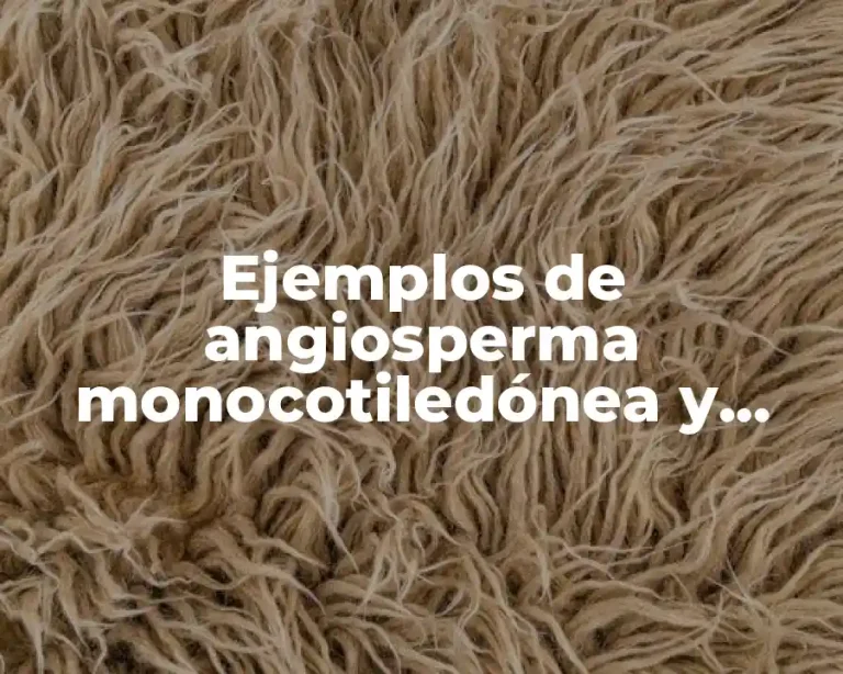 Ejemplos de angiosperma monocotiledónea y Significado