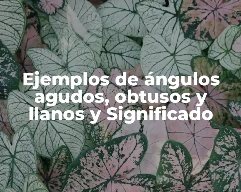 Ejemplos de ángulos agudos, obtusos y llanos y Significado
