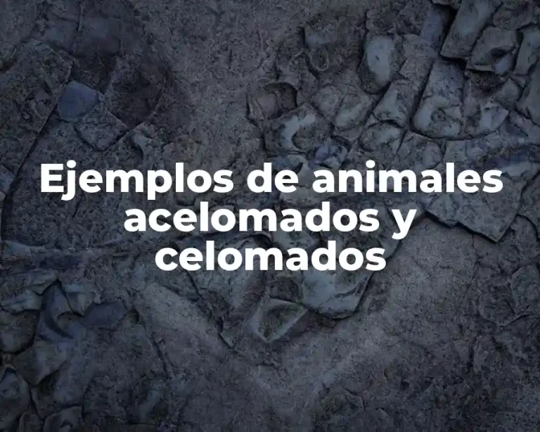 Ejemplos de animales acelomados y celomados