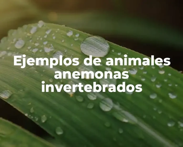 Ejemplos de animales anemonas invertebrados