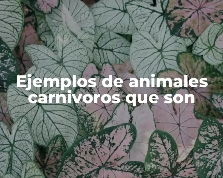 Ejemplos de animales carnivoros que son