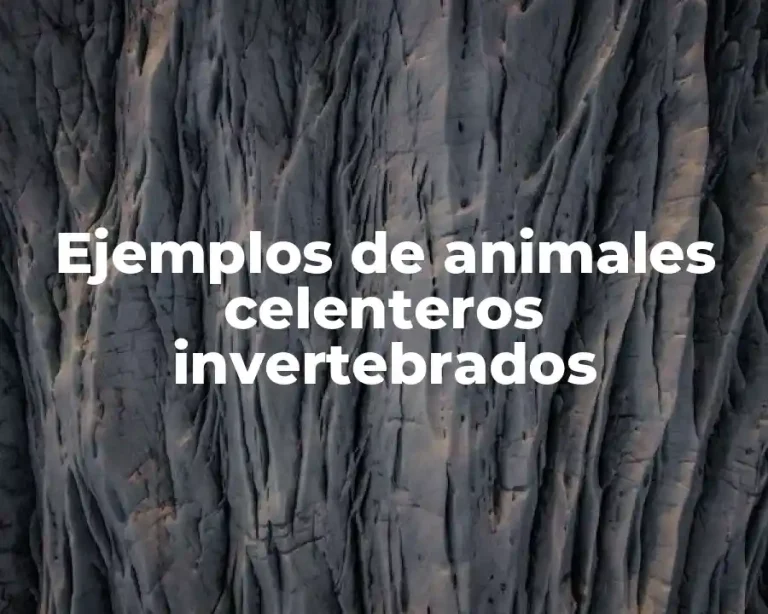 Ejemplos de animales celenteros invertebrados