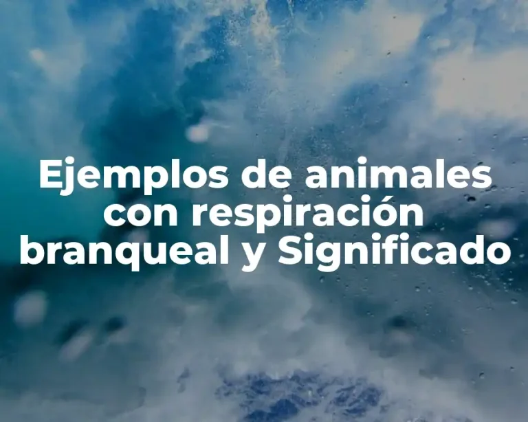 Ejemplos de animales con respiración branqueal y Significado