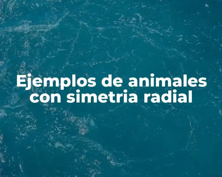 Ejemplos de animales con simetria radial