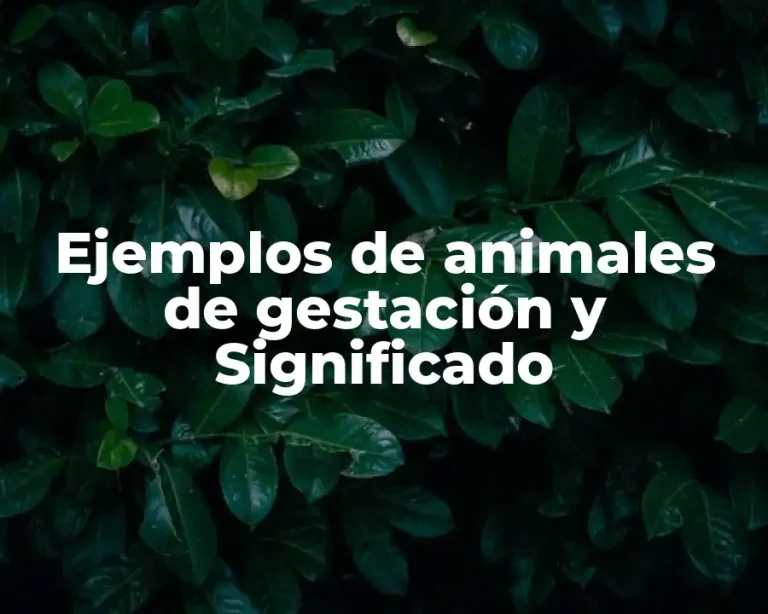 Ejemplos de animales de gestación y Significado