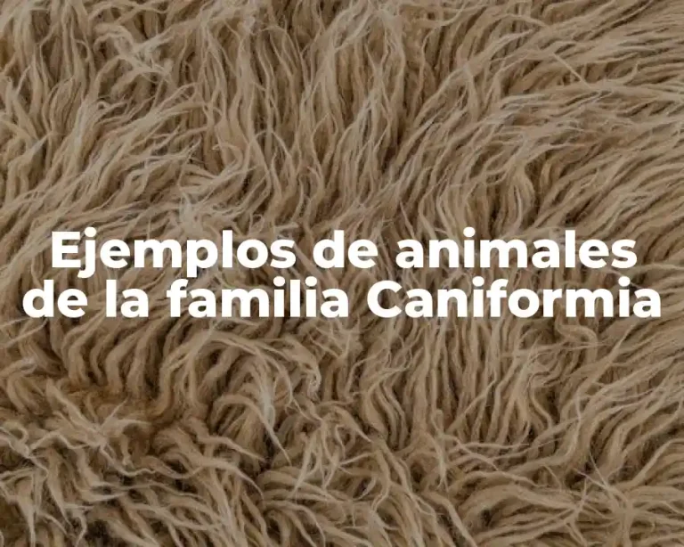 Ejemplos de animales de la familia Caniformia