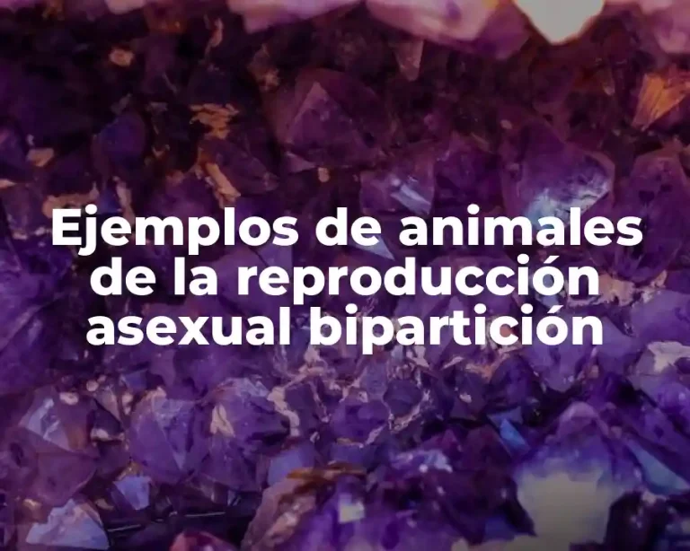 Ejemplos de animales de la reproducción asexual bipartición