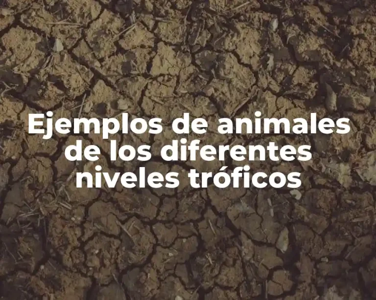 Ejemplos de animales de los diferentes niveles tróficos