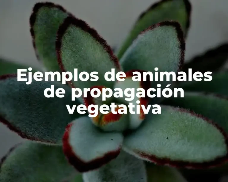 Ejemplos de animales de propagación vegetativa