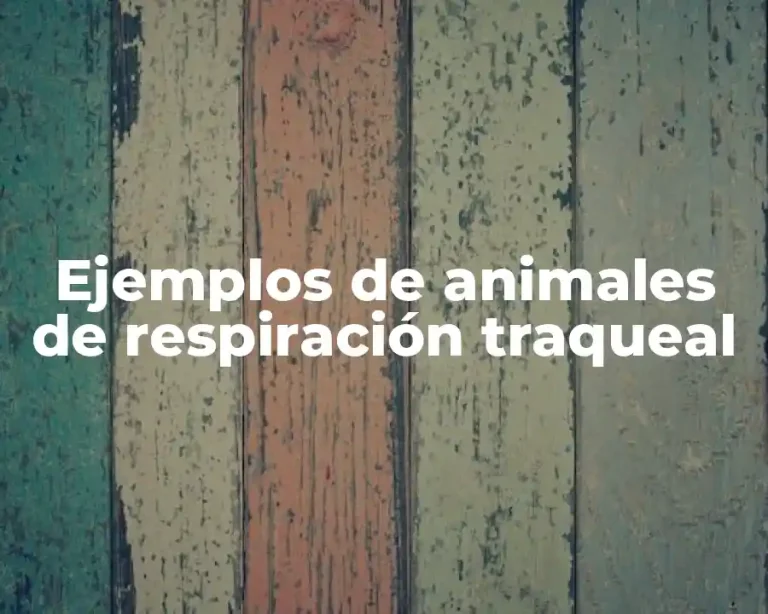 Ejemplos de animales de respiración traqueal