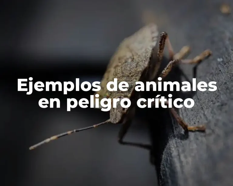 Ejemplos de animales en peligro crítico