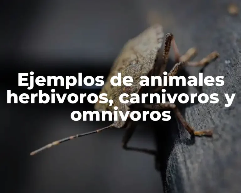 Ejemplos de animales herbivoros, carnivoros y omnivoros