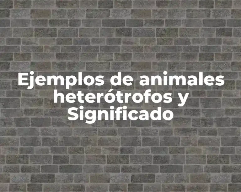 Ejemplos de animales heterótrofos y Significado