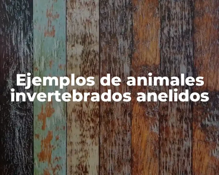 Ejemplos de animales invertebrados anelidos