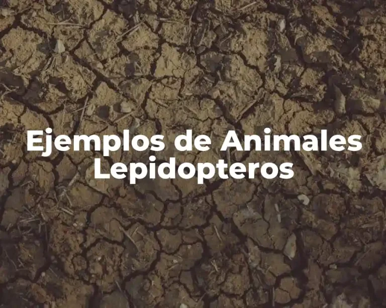 Ejemplos de Animales Lepidopteros