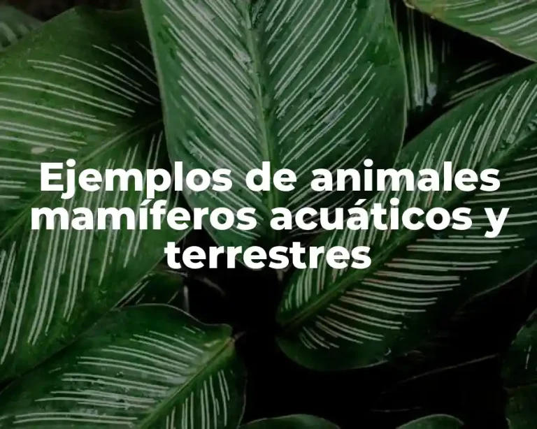 Ejemplos de animales mamíferos acuáticos y terrestres