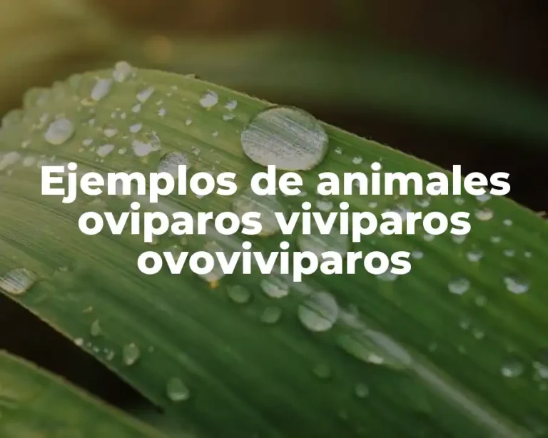 Ejemplos de animales oviparos viviparos ovoviviparos