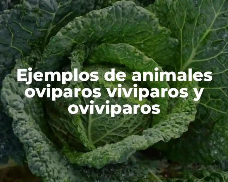 Ejemplos de animales oviparos viviparos y oviviparos
