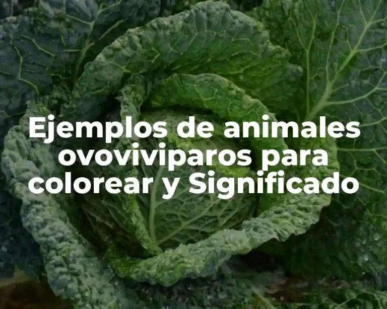 Ejemplos de animales ovoviviparos para colorear y Significado