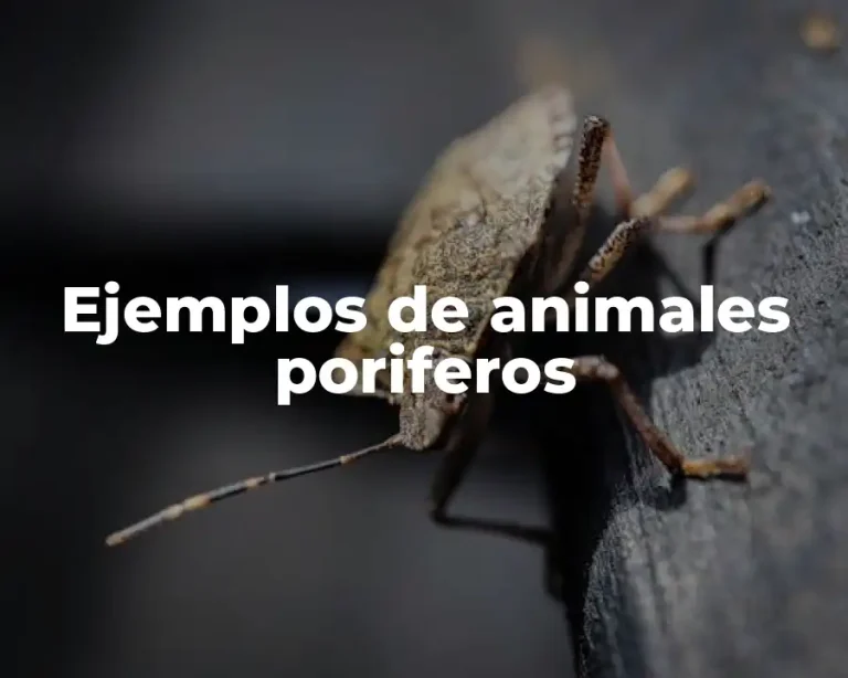 Ejemplos de animales poriferos
