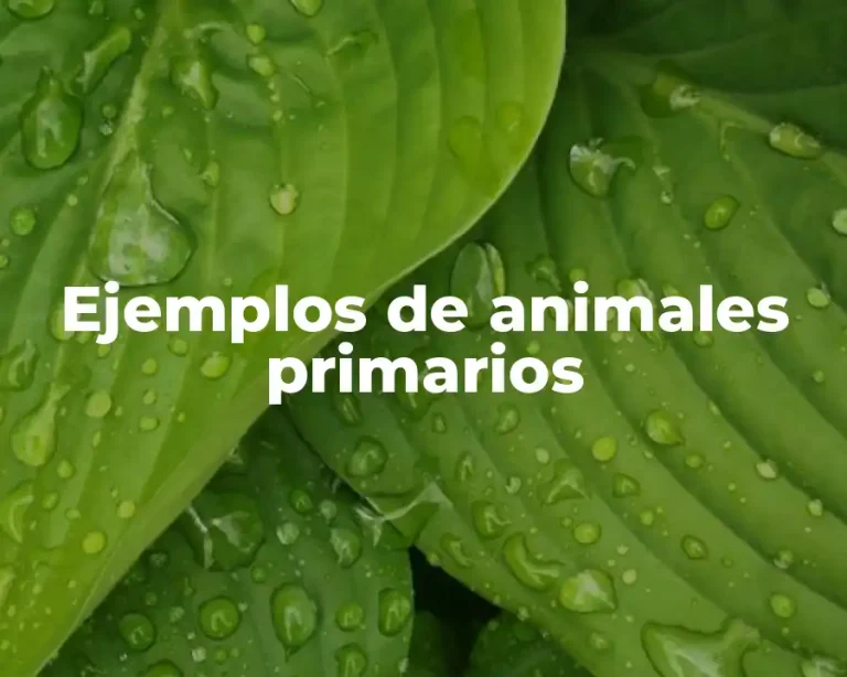 Ejemplos de animales primarios
