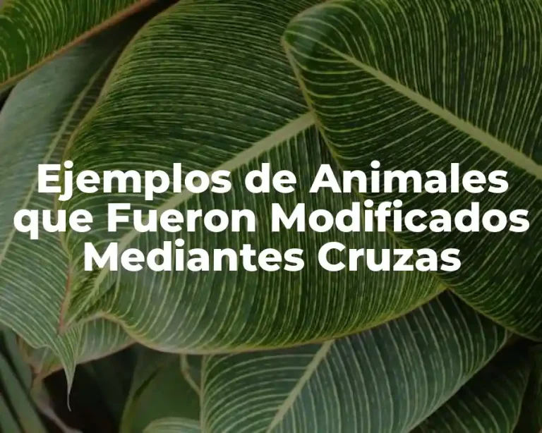 Ejemplos de Animales que Fueron Modificados Mediantes Cruzas