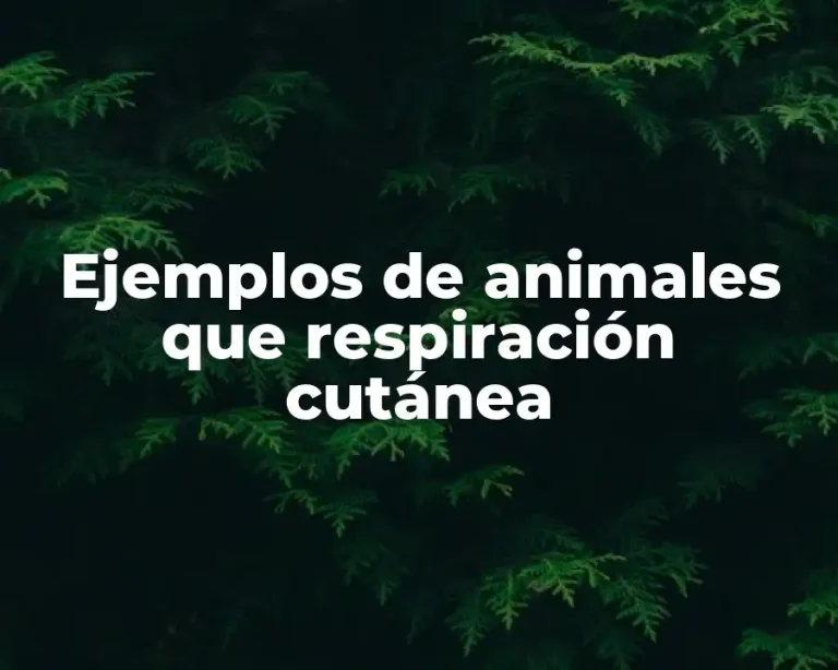 Ejemplos de animales que respiración cutánea