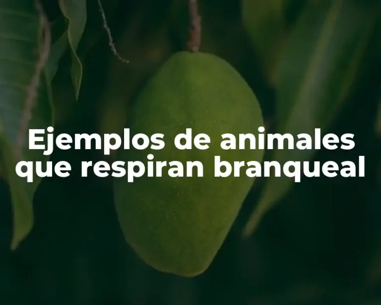 Ejemplos de animales que respiran branqueal