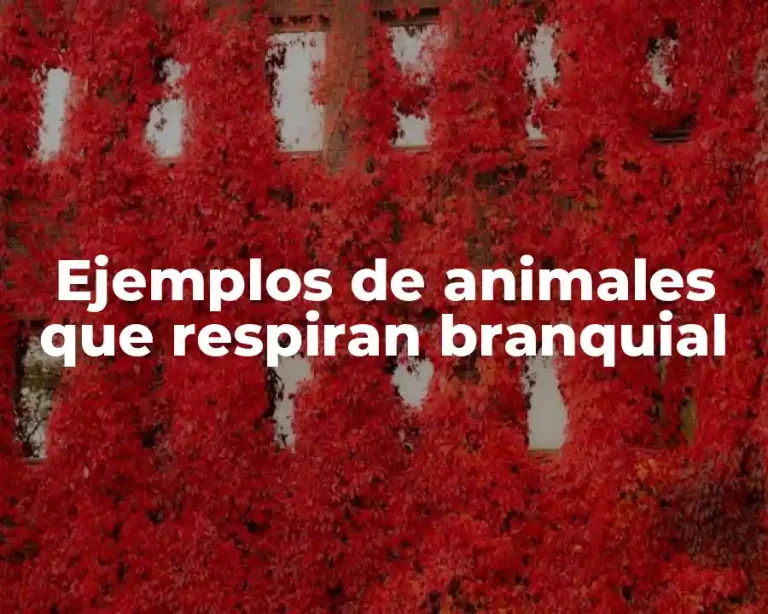 Ejemplos de animales que respiran branquial