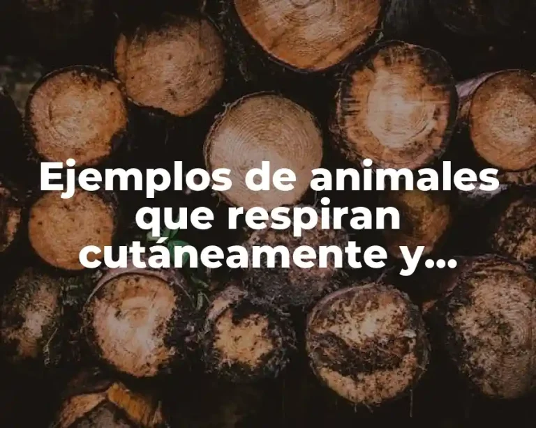 Ejemplos de animales que respiran cutáneamente y Significado