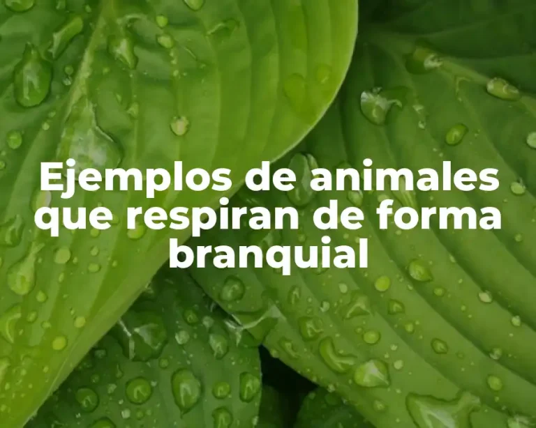 Ejemplos de animales que respiran de forma branquial