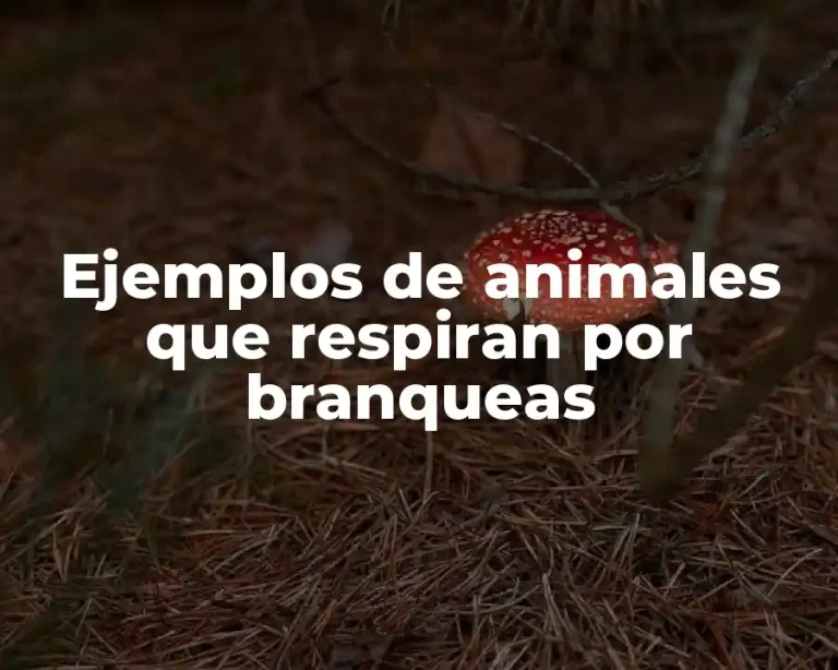 Ejemplos de animales que respiran por branqueas