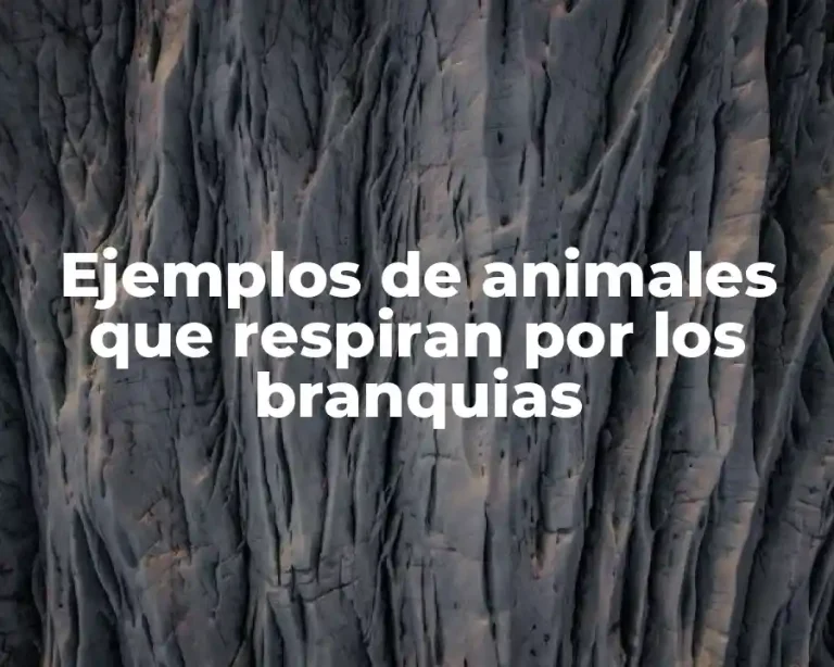 Ejemplos de animales que respiran por los branquias