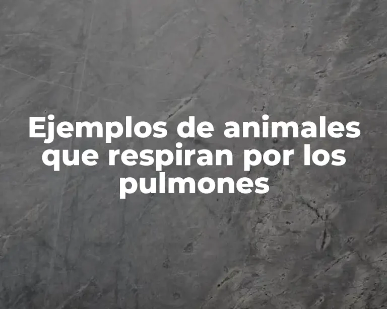 Ejemplos de animales que respiran por los pulmones
