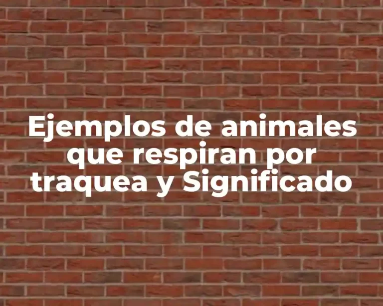 Ejemplos de animales que respiran por traquea y Significado