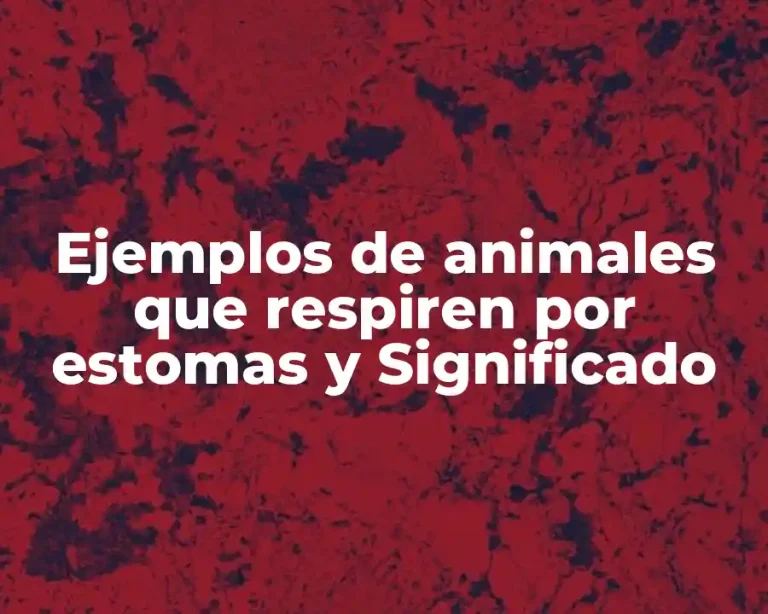 Ejemplos de animales que respiren por estomas y Significado