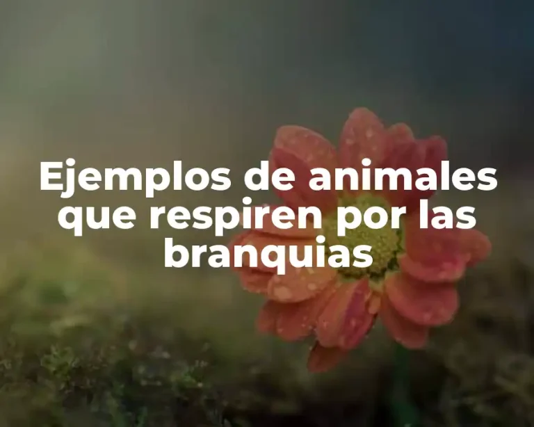 Ejemplos de animales que respiren por las branquias