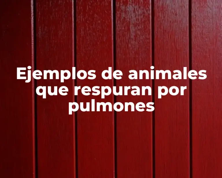 Ejemplos de animales que respuran por pulmones